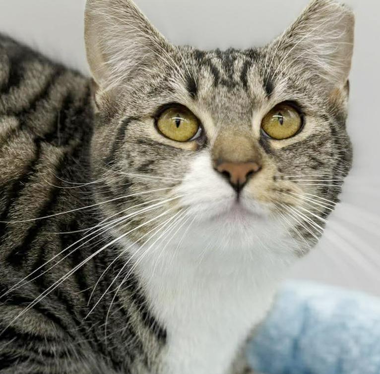 Enlarge Tiana!  Terrific Fun Mushy Snugglebug!  VIDEO of this doll of a kitten!, a Adoptable mixed breed in Bedford Hills, NY image 5/6