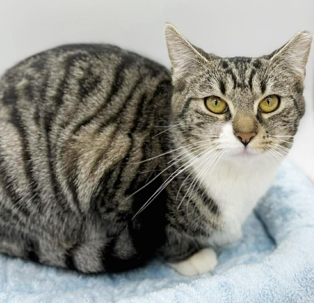 Enlarge Tiana!  Terrific Fun Mushy Snugglebug!  VIDEO of this doll of a kitten!, a Adoptable mixed breed in Bedford Hills, NY image 6/6