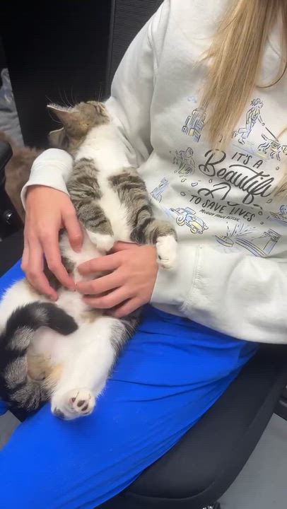 Enlarge Tiana!  Terrific Fun Mushy Snugglebug!  VIDEO of this doll of a kitten!, a Adoptable mixed breed in Bedford Hills, NY video 2/6