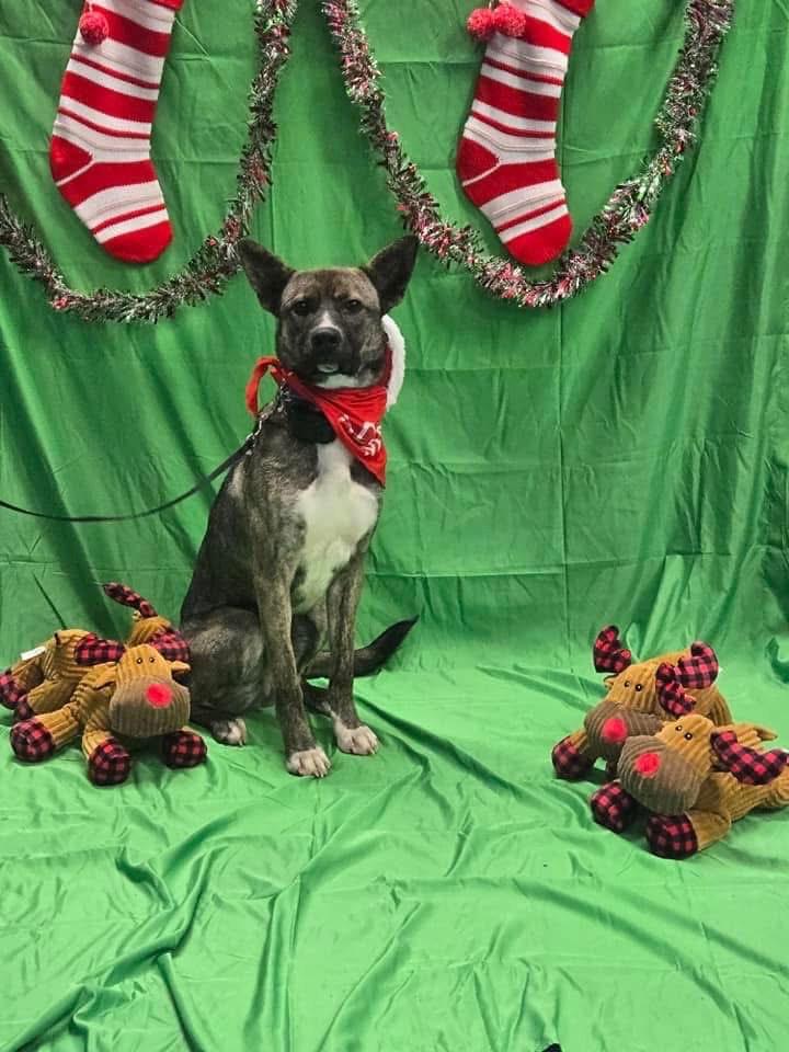 Enlarge Graham, a Adoptable Shepherd in Darlington, MD image 6/6