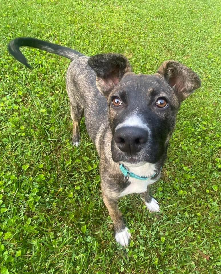 Enlarge Graham, a Adoptable Shepherd in Darlington, MD image 5/6