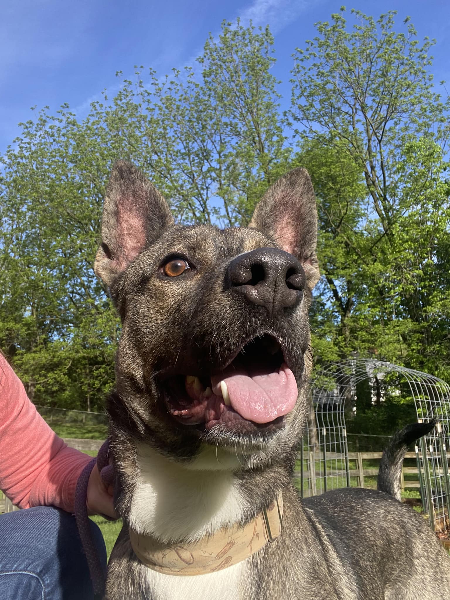 Enlarge Graham, a Adoptable Shepherd in Darlington, MD image 3/6