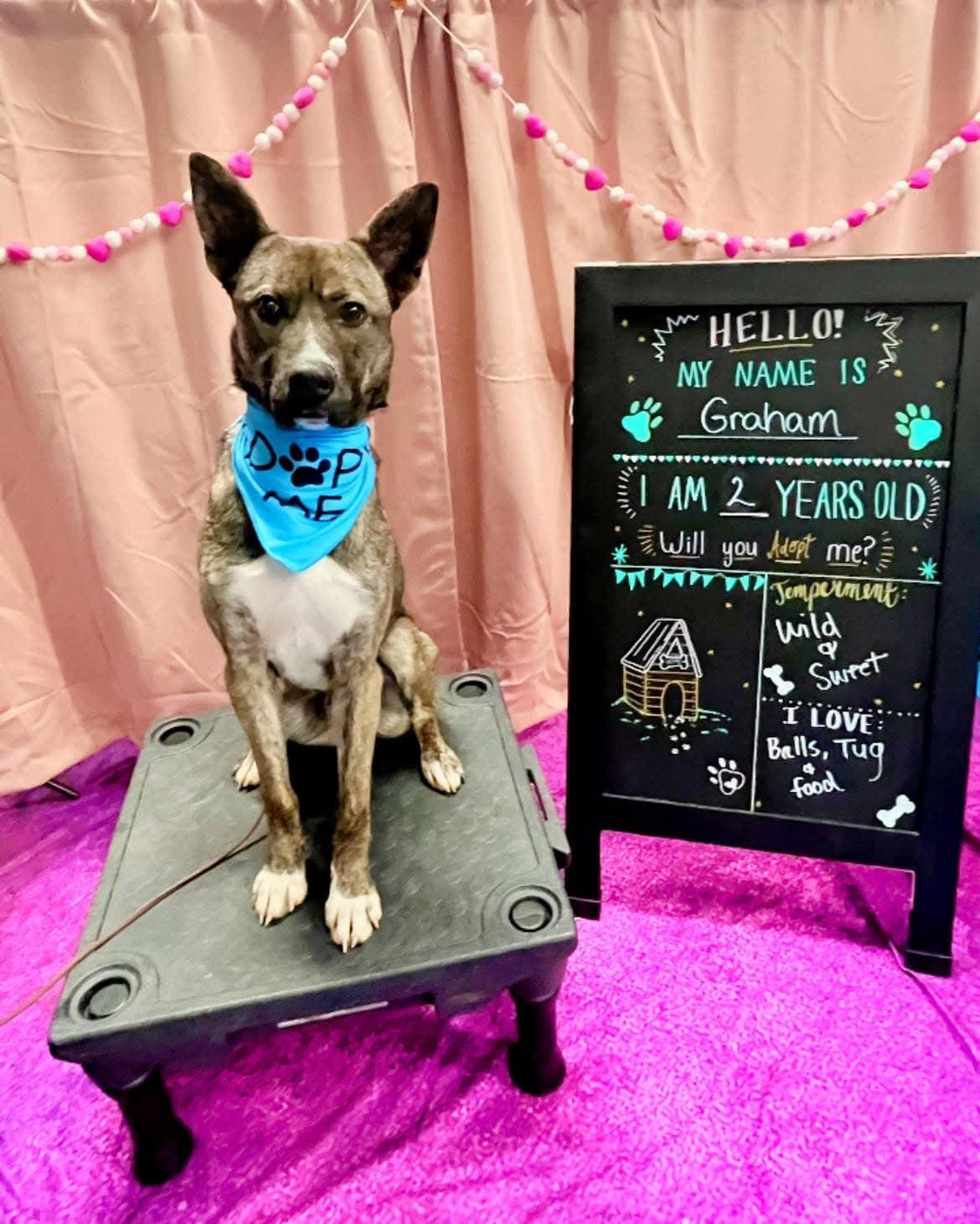 Enlarge Graham, a Adoptable Shepherd in Darlington, MD image 1/6