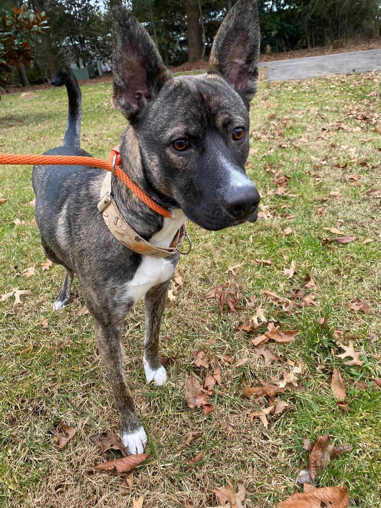 Enlarge Graham, a Adoptable Shepherd in Darlington, MD image 2/6