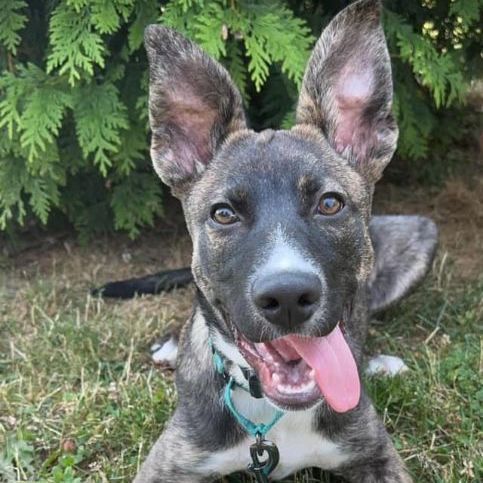 Enlarge Graham, a Adoptable Shepherd in Darlington, MD image 4/6