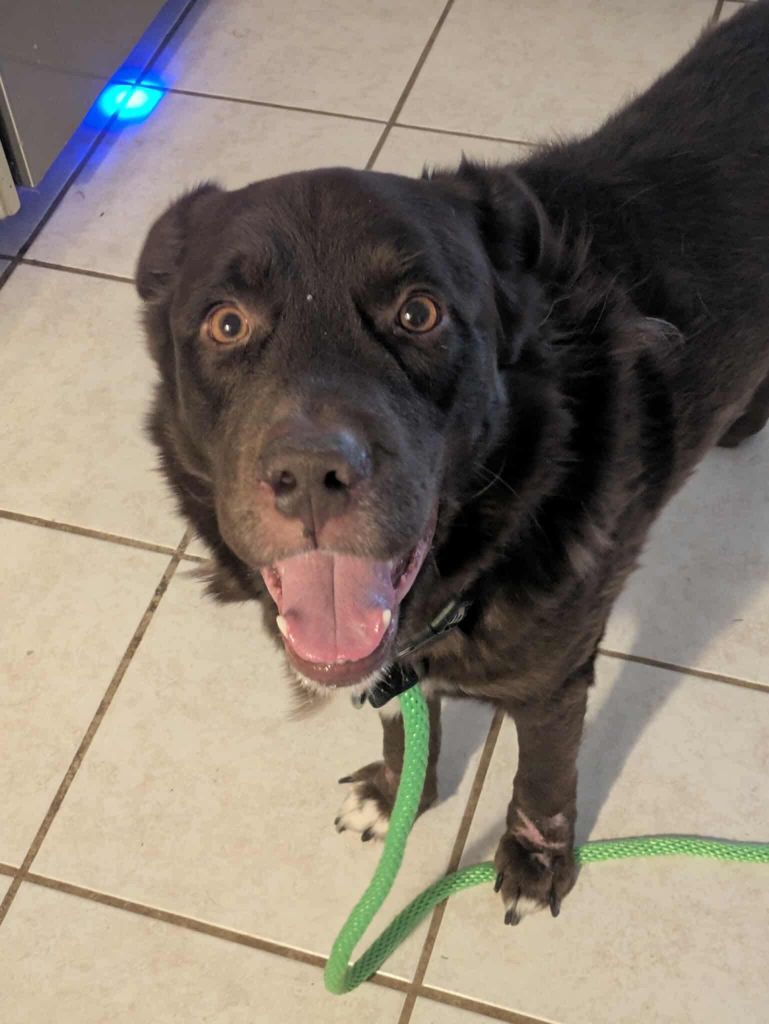 Enlarge Chocolate Bar, an adoption pending mixed breed in Crystal Lake, IL image 3/6