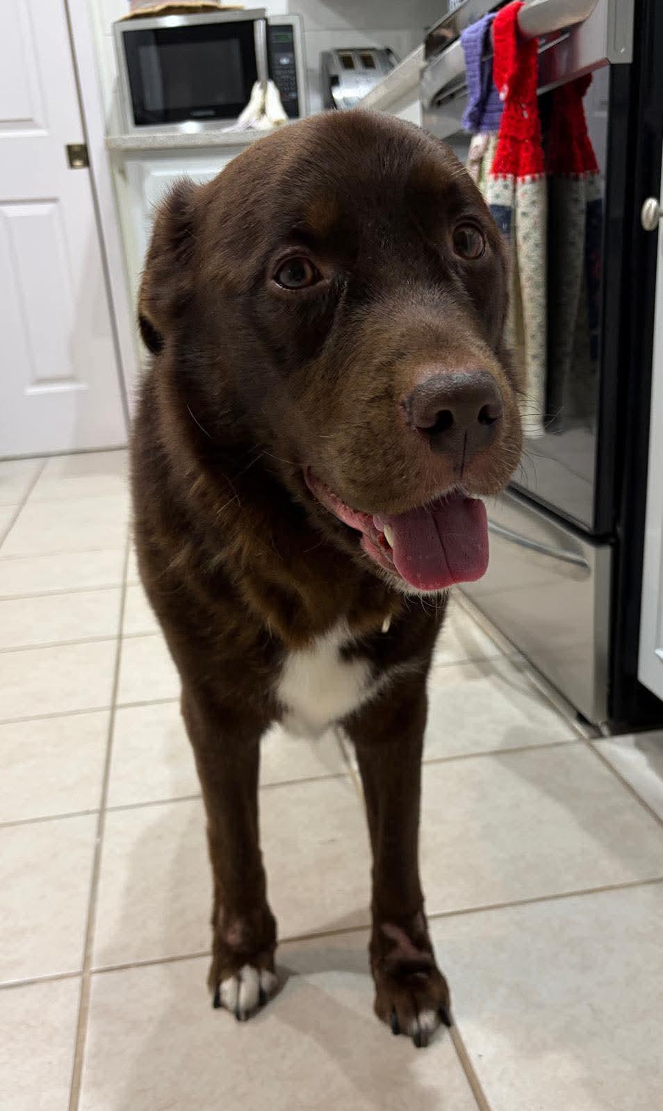 Enlarge Chocolate Bar, an adoption pending mixed breed in Crystal Lake, IL image 4/6