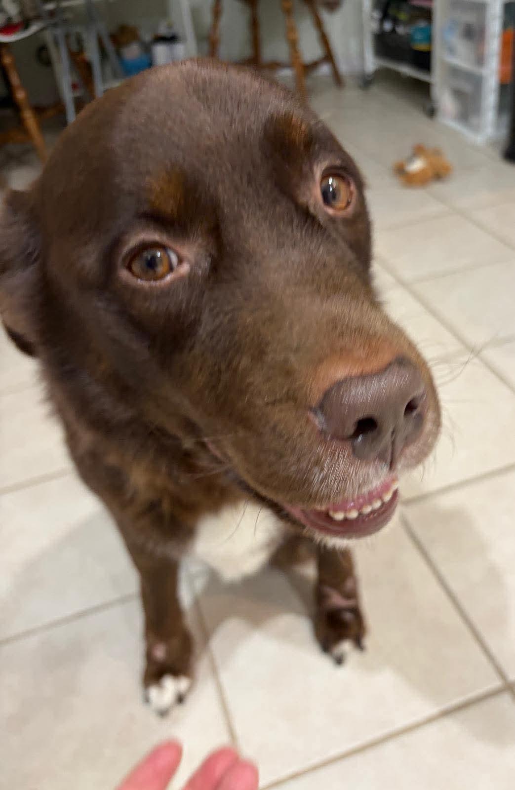 Enlarge Chocolate Bar, an adoption pending mixed breed in Crystal Lake, IL image 6/6