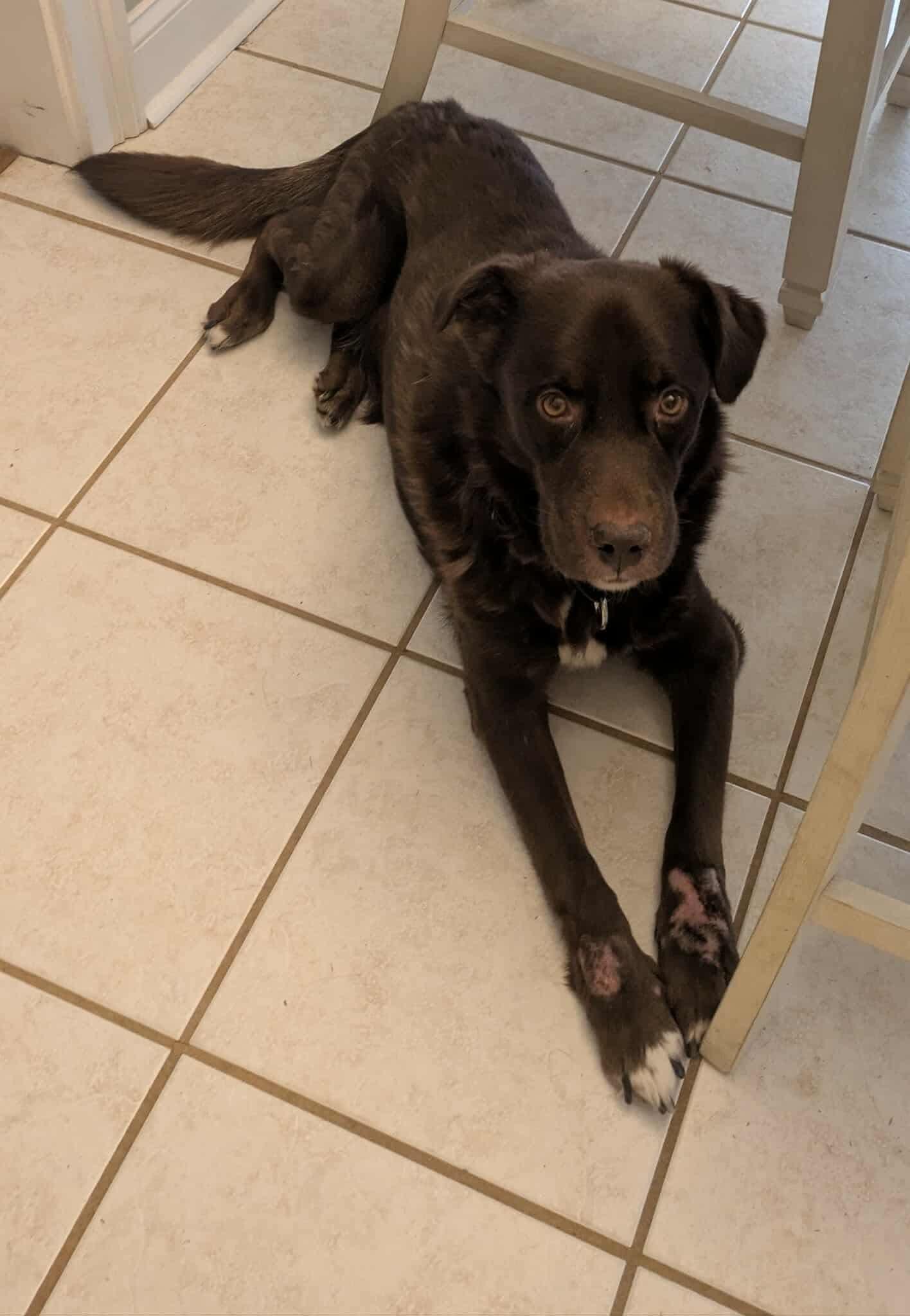 Enlarge Chocolate Bar, an adoption pending mixed breed in Crystal Lake, IL image 5/6