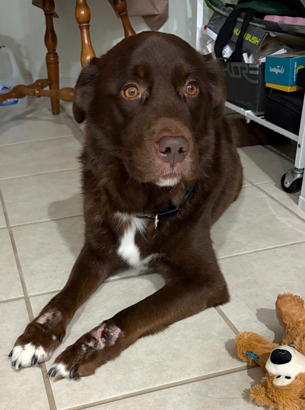 Enlarge Chocolate Bar, an adoption pending mixed breed in Crystal Lake, IL image 2/6