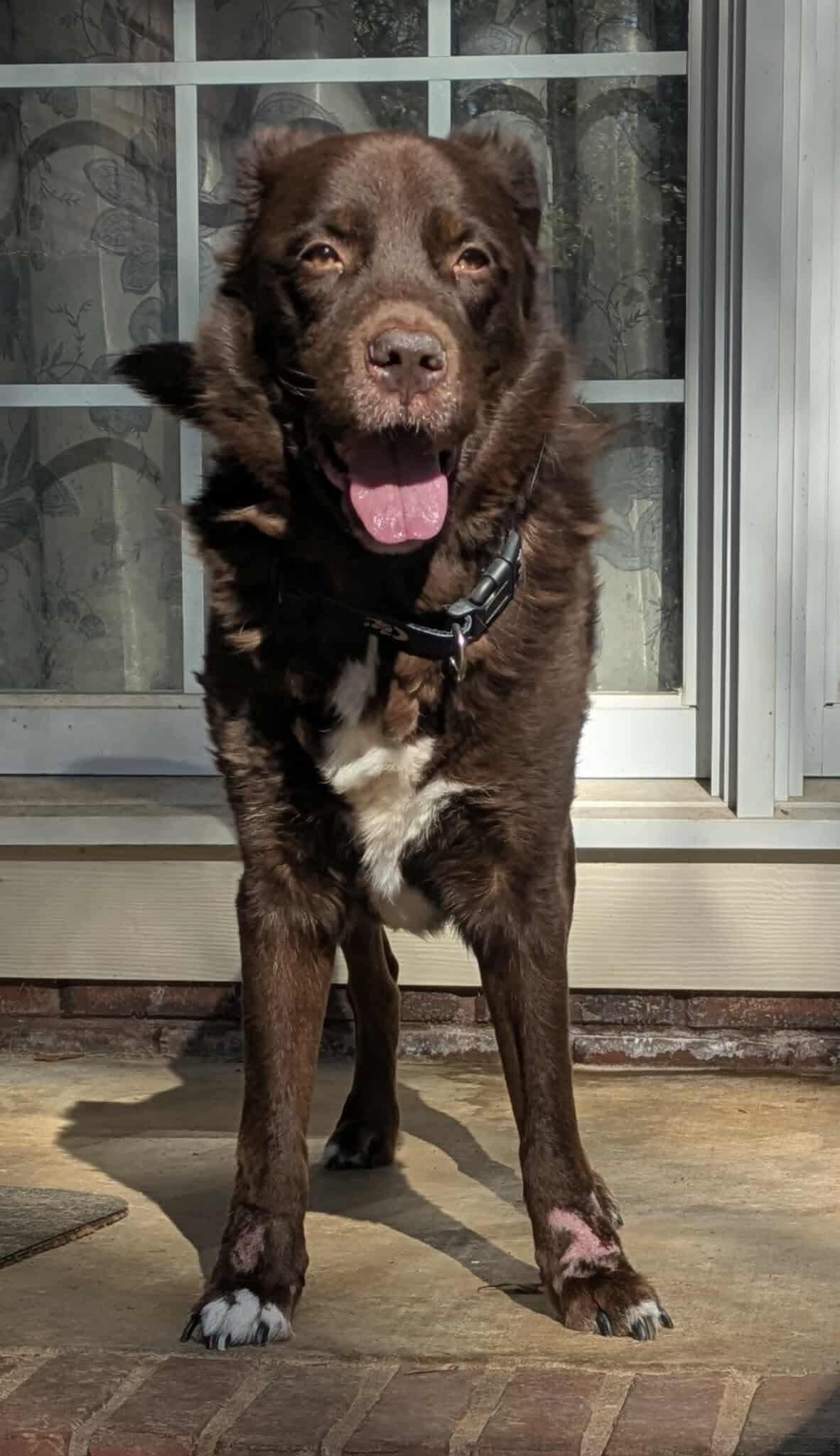 Enlarge Chocolate Bar, an adoption pending mixed breed in Crystal Lake, IL image 1/6