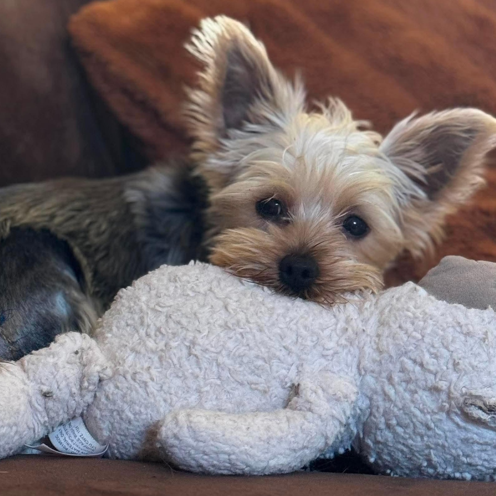 Enlarge Twiggy, a Adopted Yorkshire Terrier in Cleveland, OH image 2/4