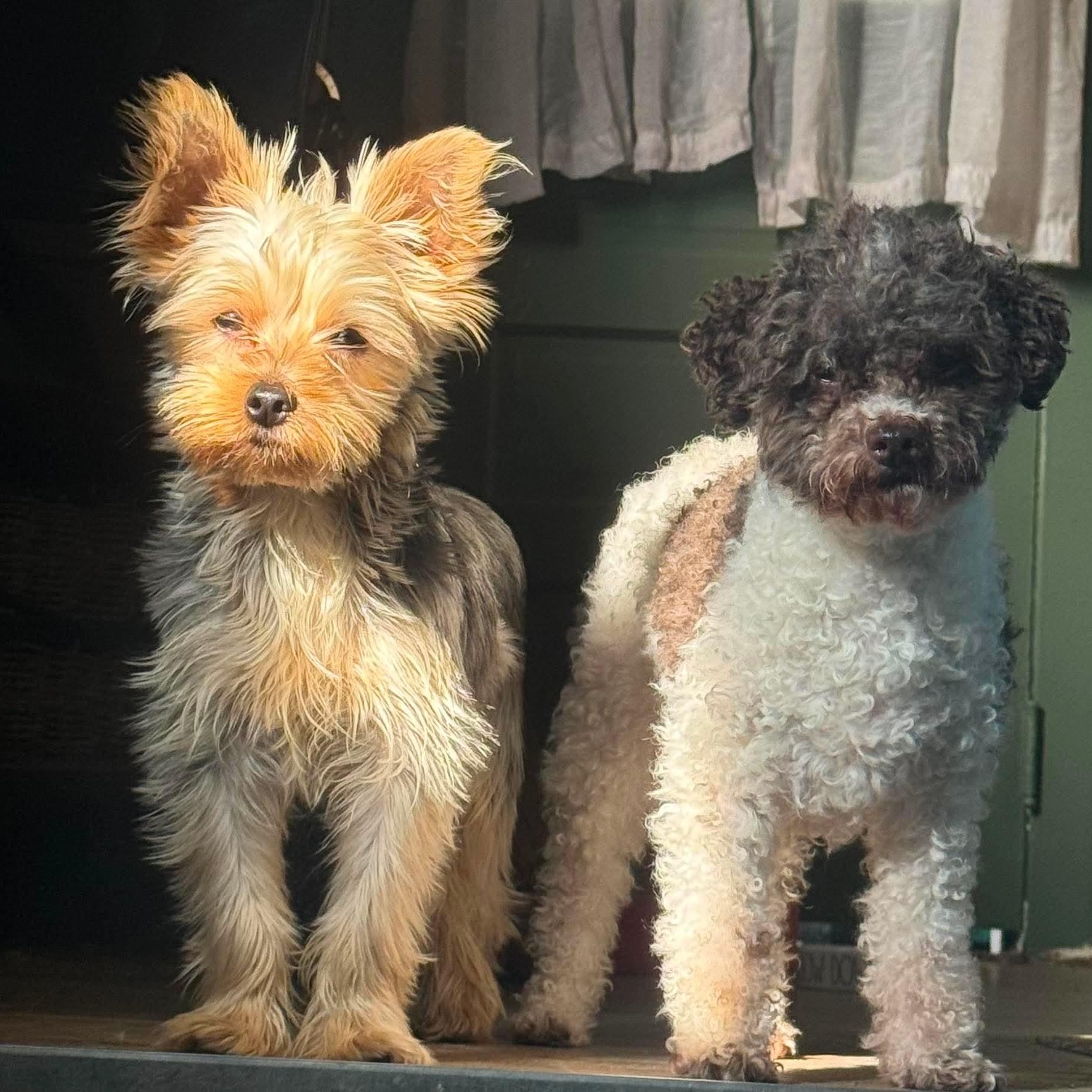 Enlarge Twiggy, a Adopted Yorkshire Terrier in Cleveland, OH image 3/4