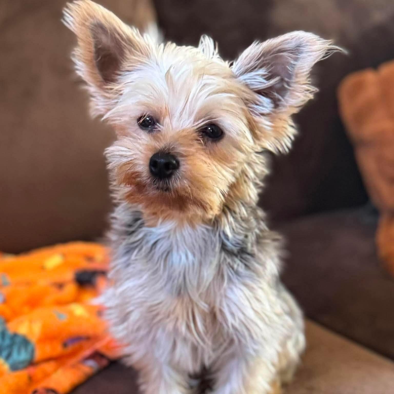 Enlarge Twiggy, a Adopted Yorkshire Terrier in Cleveland, OH image 1/4