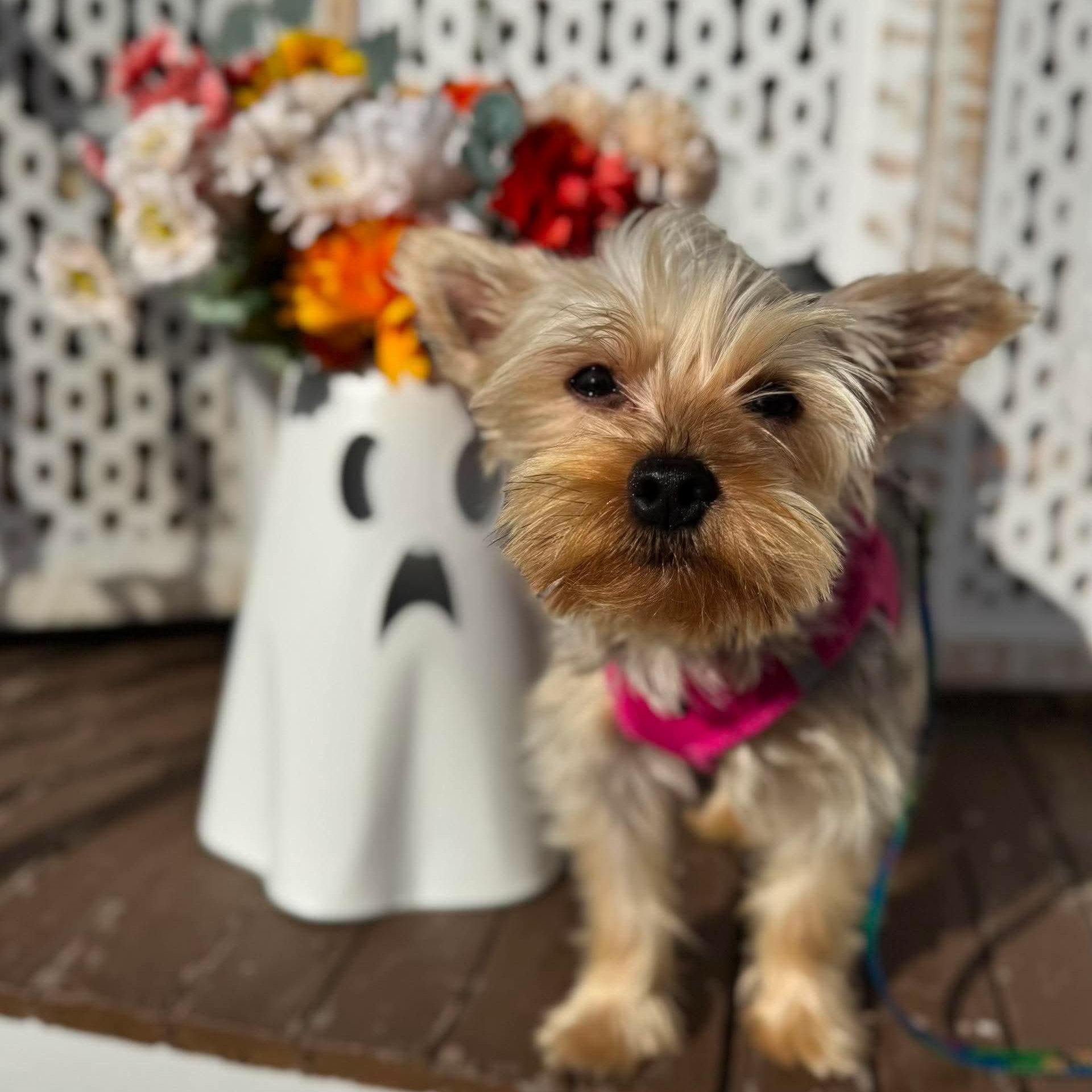Enlarge Twiggy, a Adopted Yorkshire Terrier in Cleveland, OH image 4/4