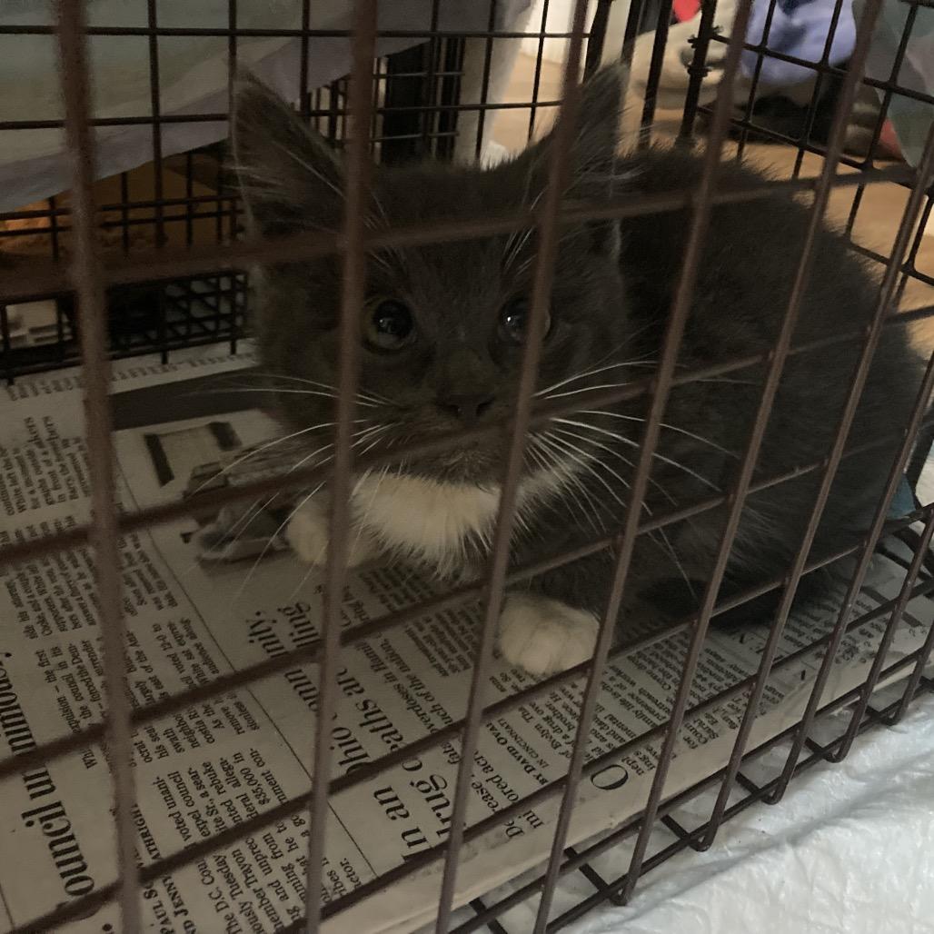 Enlarge Jasper, a Adoptable Domestic Short Hair in Germantown, MD image 1/6