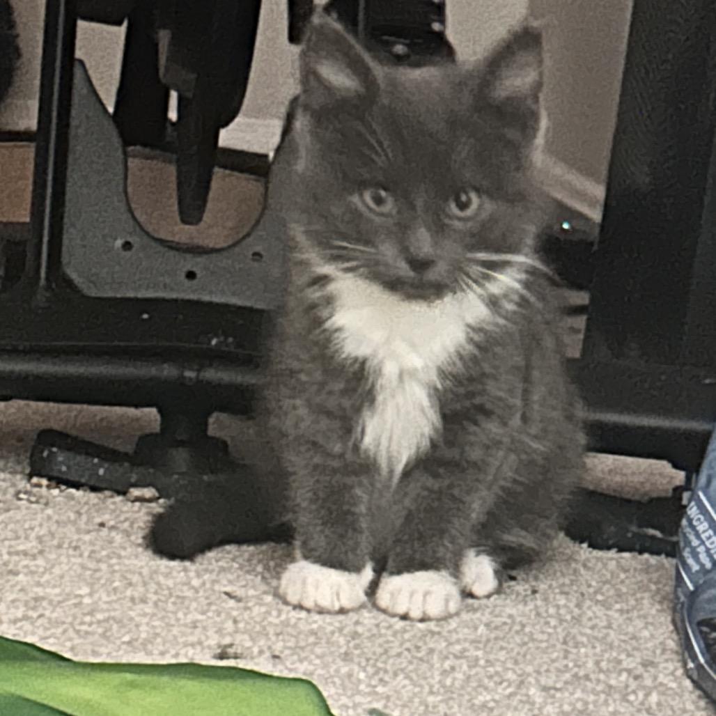 Enlarge Jasper, a Adoptable Domestic Short Hair in Germantown, MD image 2/6