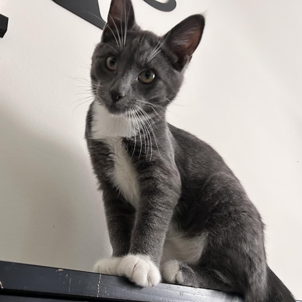 Jasper, Adoptable, Young Male Domestic Short Hair.