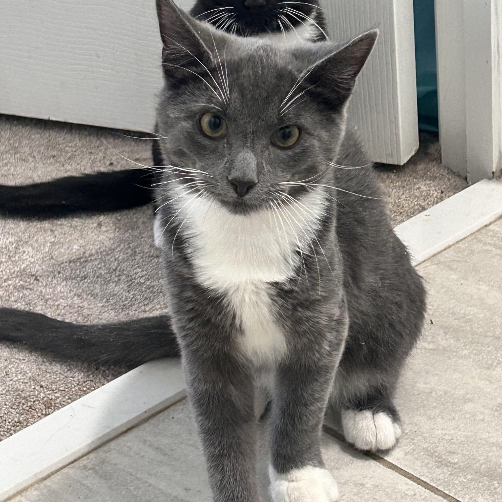 Enlarge Jasper, a Adoptable Domestic Short Hair in Germantown, MD image 4/6