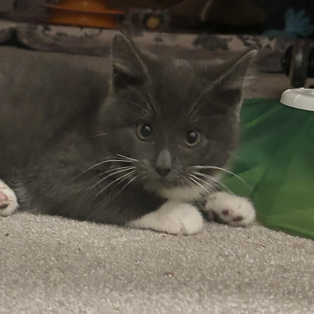 Enlarge Jasper, a Adoptable Domestic Short Hair in Germantown, MD image 5/6