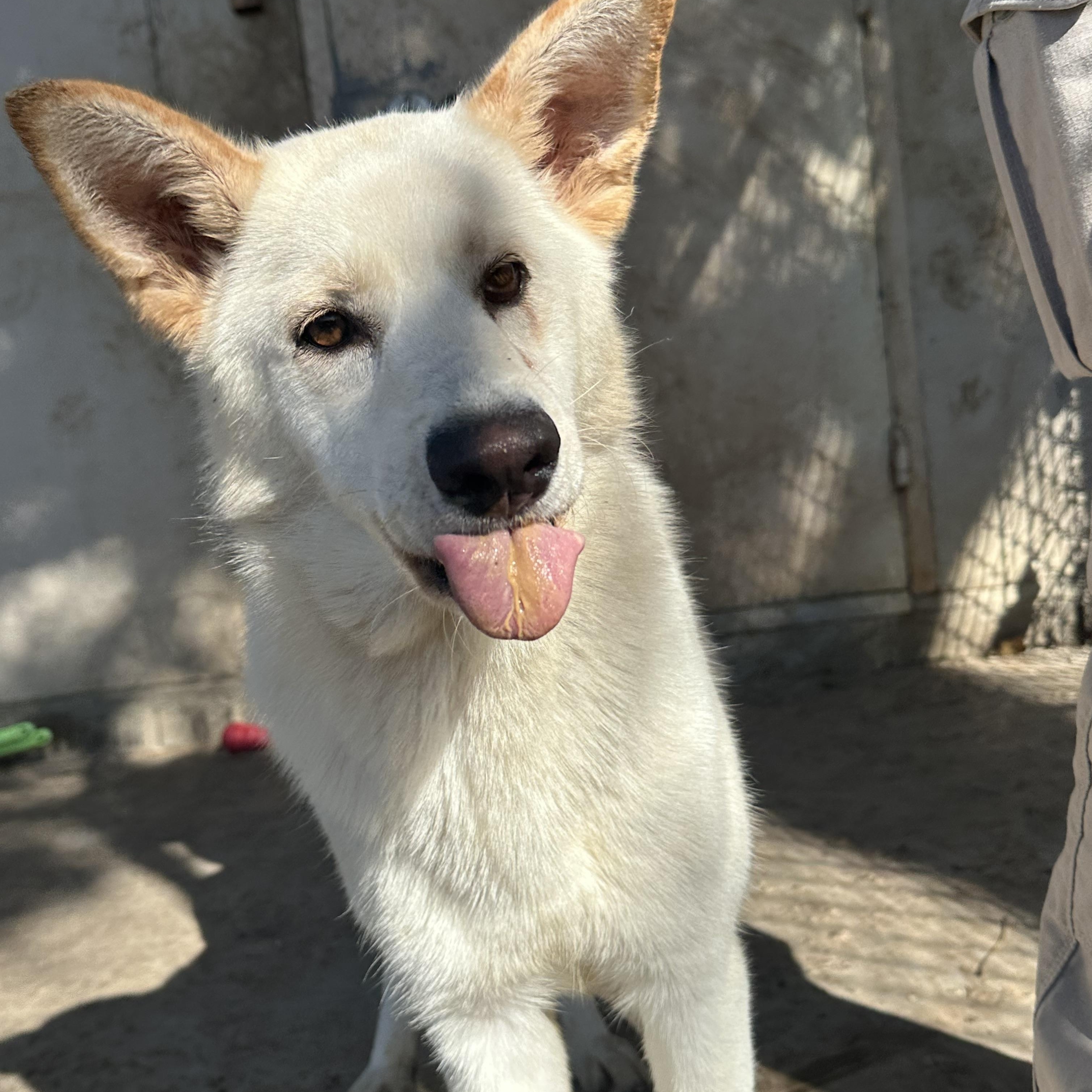Enlarge Princess Snow, a Adoptable mixed breed in Oklahoma City, OK image 4/6