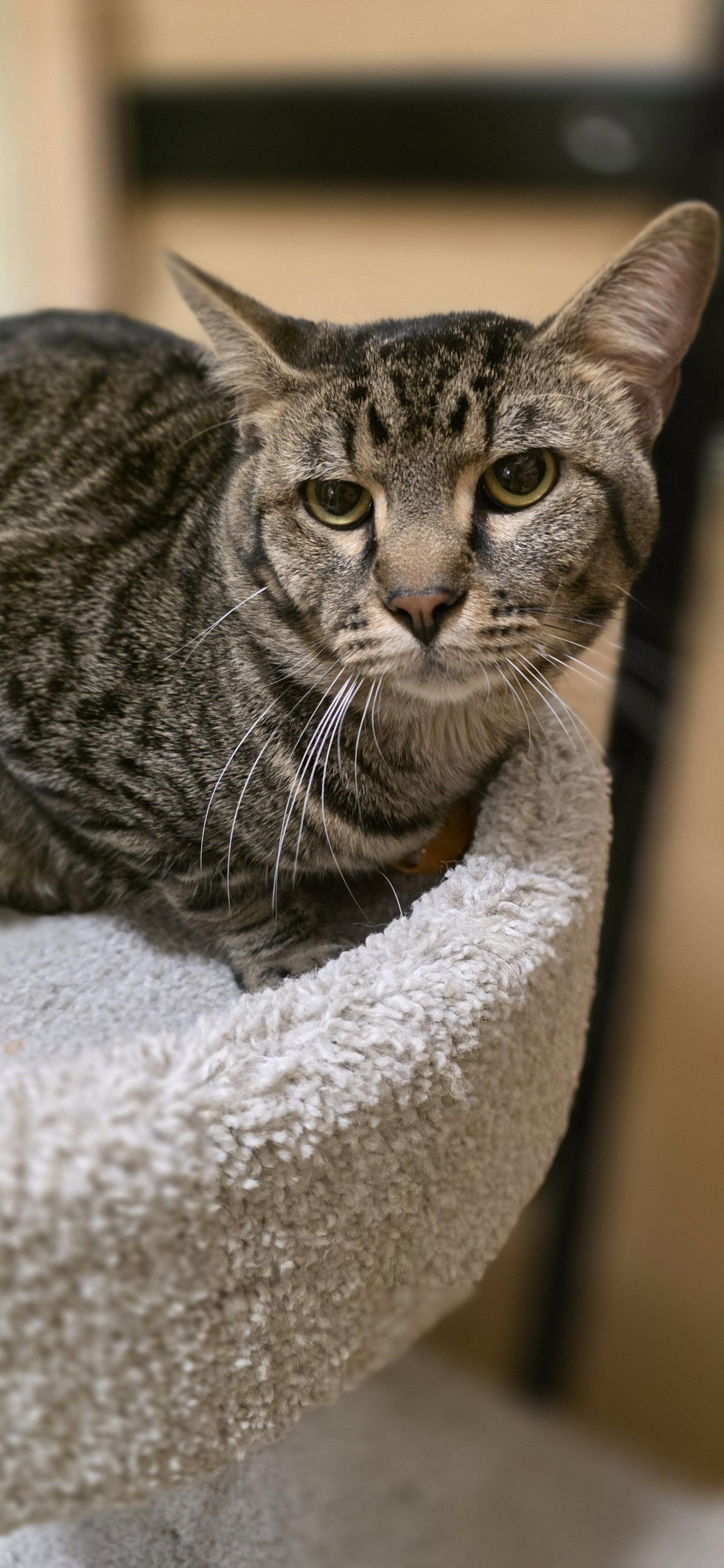 Pancho, a Adoptable Domestic Short Hair in Rowlett, TX image 1/2