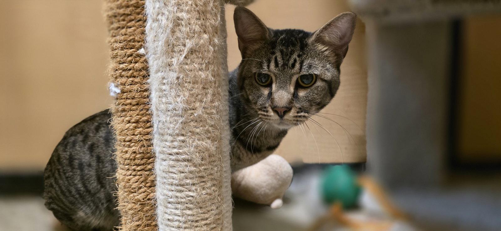 Pancho, a Adoptable Domestic Short Hair in Rowlett, TX image 2/2