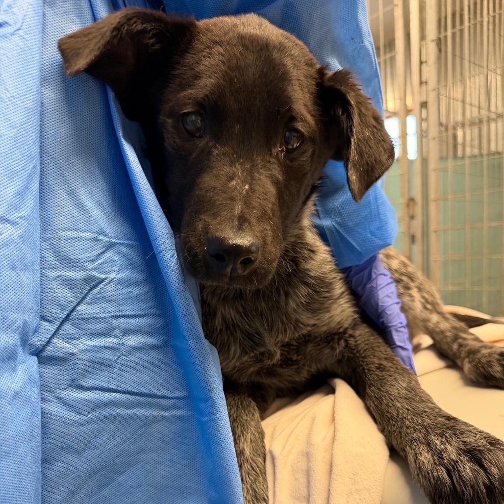 Parda, Adoptable, Young Female Cattle Dog & Mixed Breed.