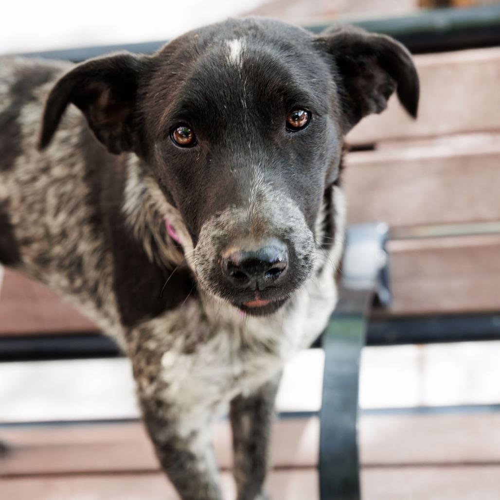 Enlarge Parda, a Adoptable mixed breed in Moab, UT image 2/6