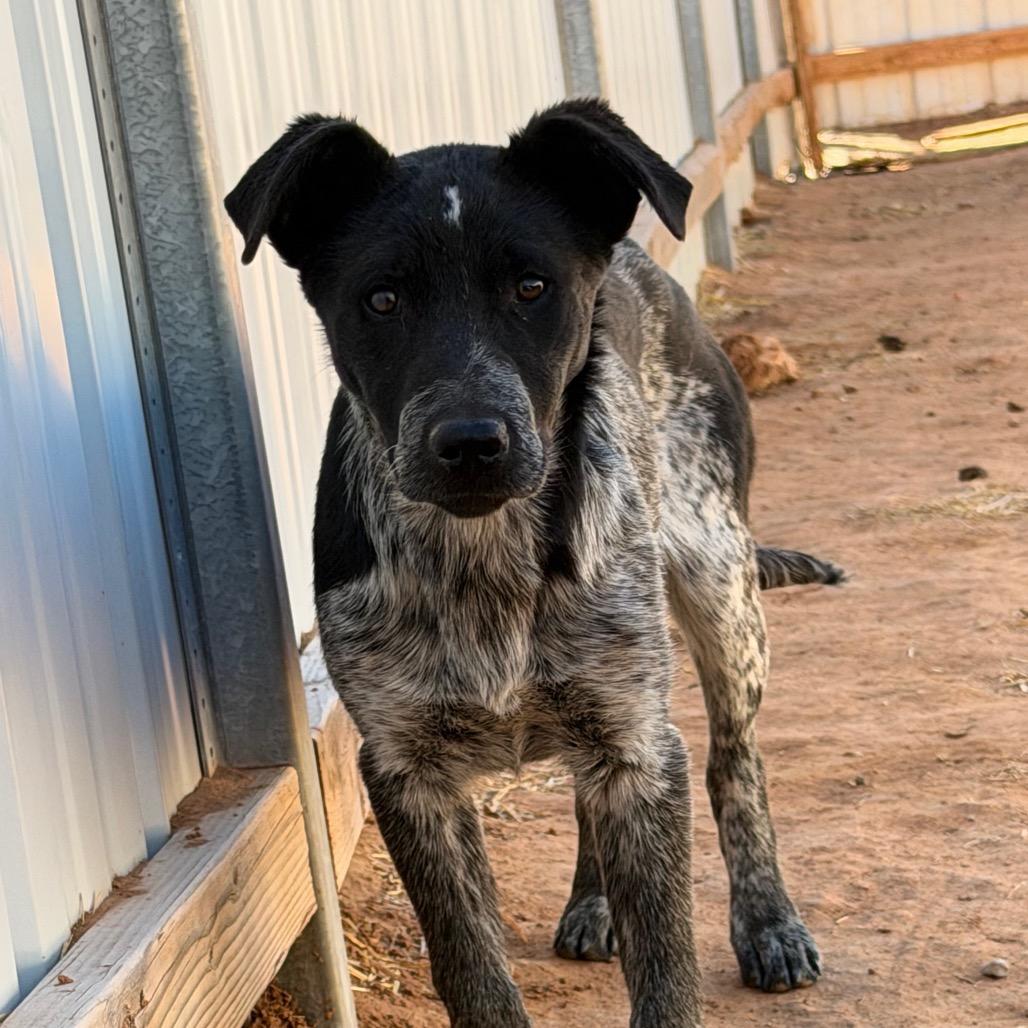 Enlarge Parda, a Adoptable mixed breed in Moab, UT image 3/6