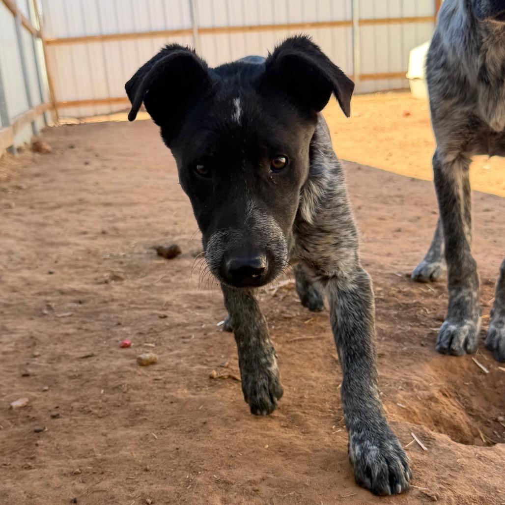 Enlarge Parda, a Adoptable mixed breed in Moab, UT image 4/6