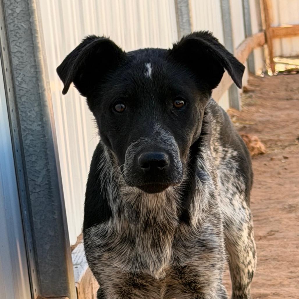 Enlarge Parda, a Adoptable mixed breed in Moab, UT image 5/6