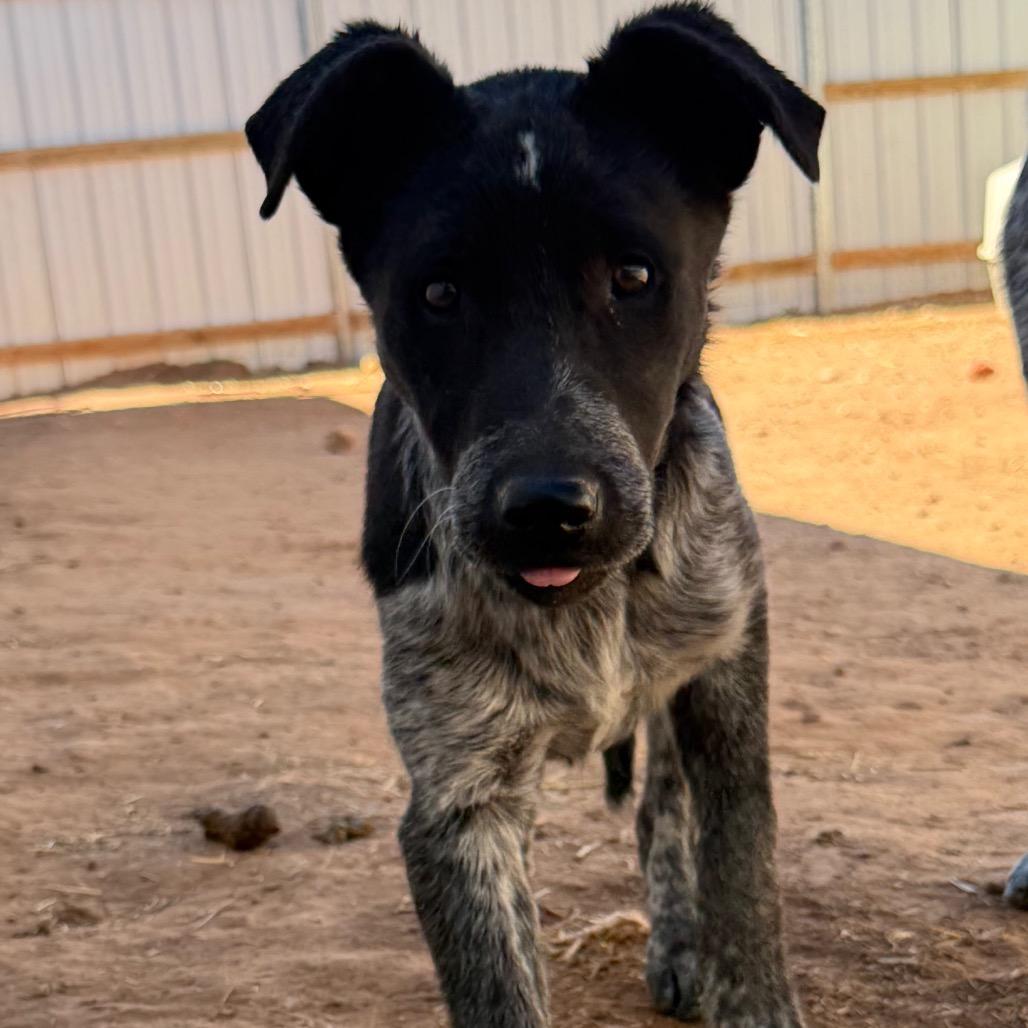 Enlarge Parda, a Adoptable mixed breed in Moab, UT image 6/6