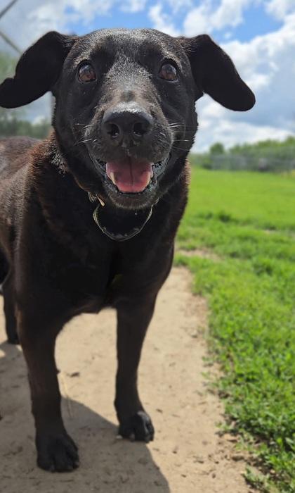 Howard, Adoptable, Adult Male Labrador Retriever & Mixed Breed.