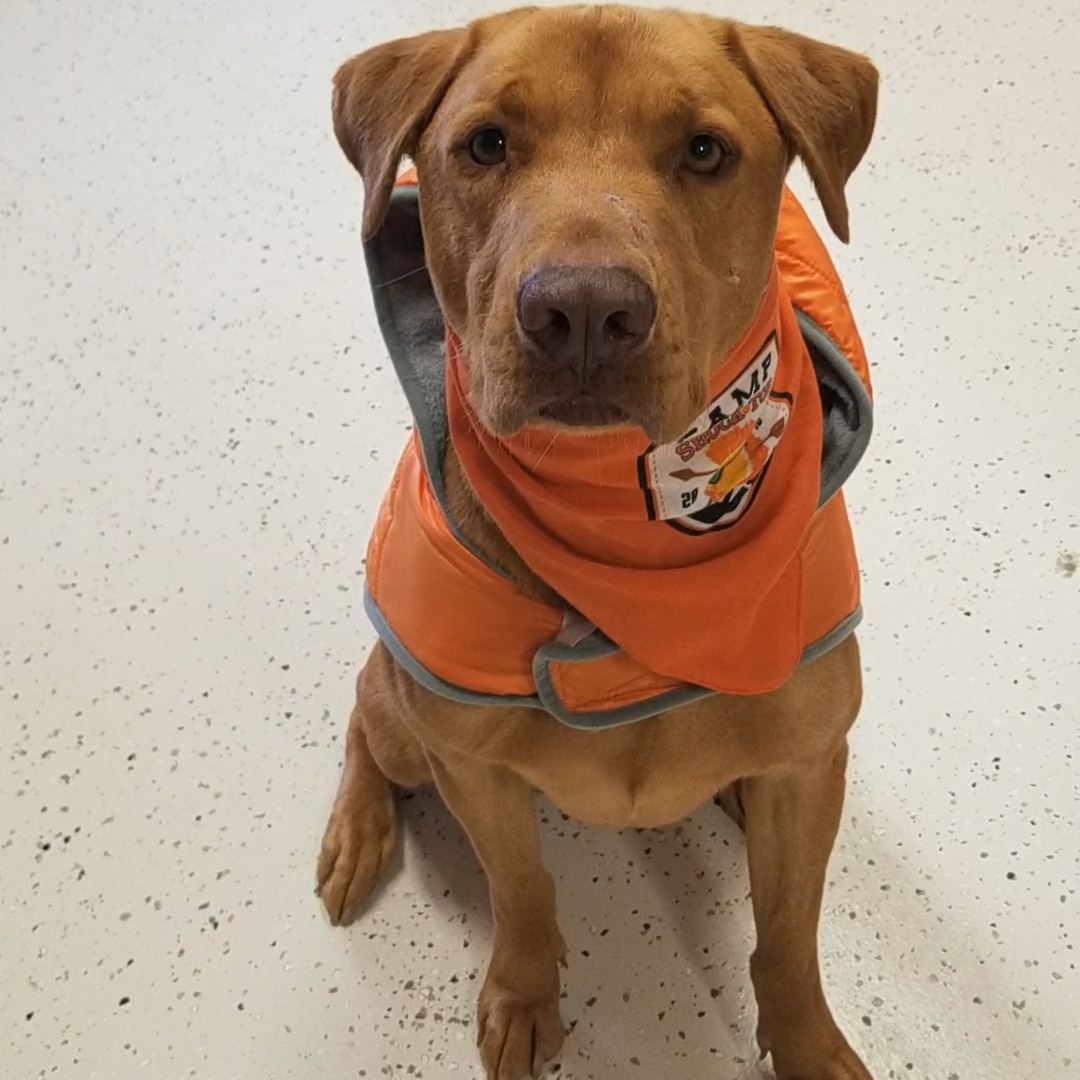 Enlarge Finley, a Adoptable Mixed Breed in Aransas Pass, TX image 1/3