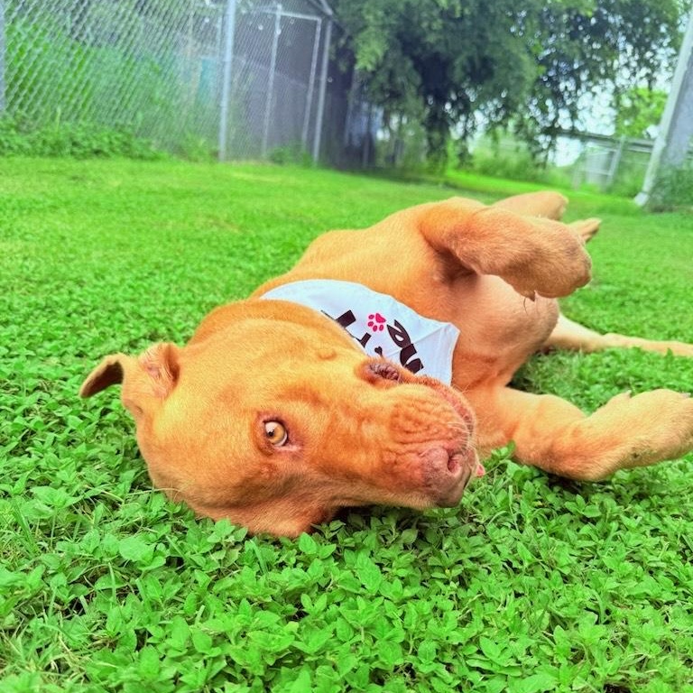 Enlarge Finley, a Adoptable Mixed Breed in Aransas Pass, TX image 1/4