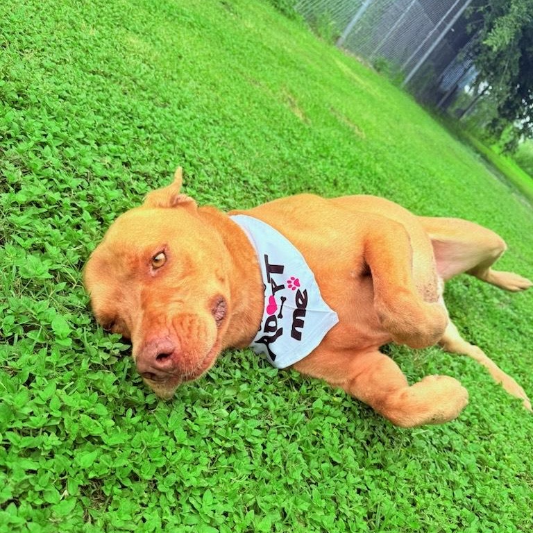 Enlarge Finley, a Adoptable Mixed Breed in Aransas Pass, TX image 2/4