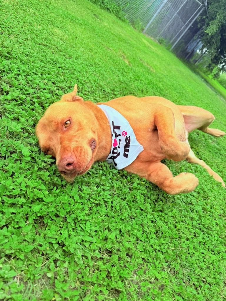 Finley, Adoptable, Adult Male Mixed Breed.