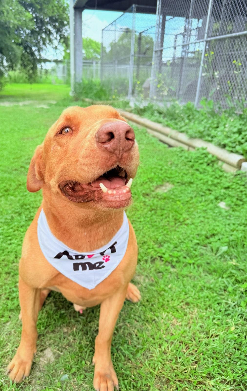 Finley, a Adoptable Mixed Breed in Aransas Pass, TX image 2/3