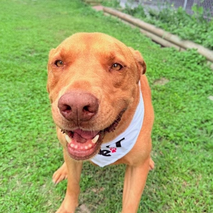 Enlarge Finley, a Adoptable Mixed Breed in Aransas Pass, TX image 3/4