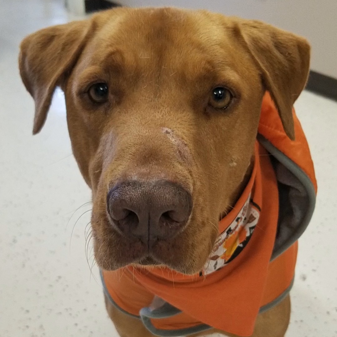 Enlarge Finley, a Adoptable Mixed Breed in Aransas Pass, TX image 2/3