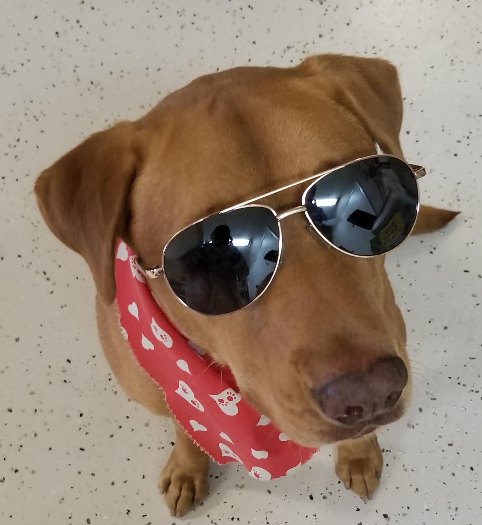 Enlarge Finley, a Adoptable Mixed Breed in Aransas Pass, TX image 3/3