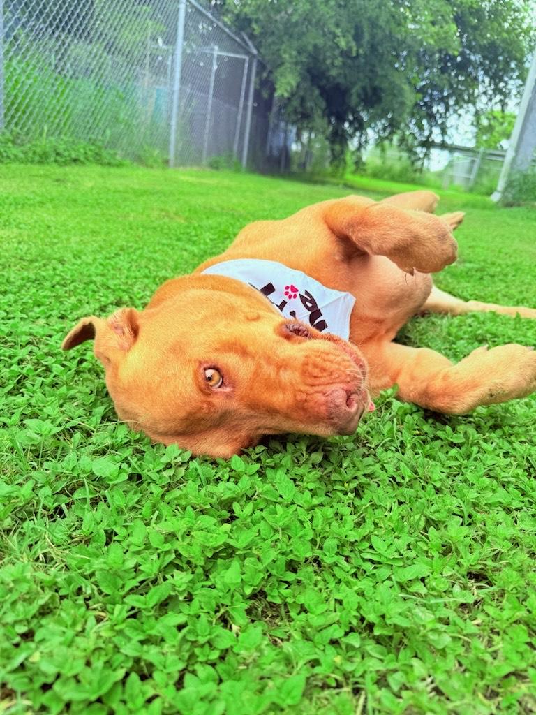 Finley, a Adoptable Mixed Breed in Aransas Pass, TX image 3/3