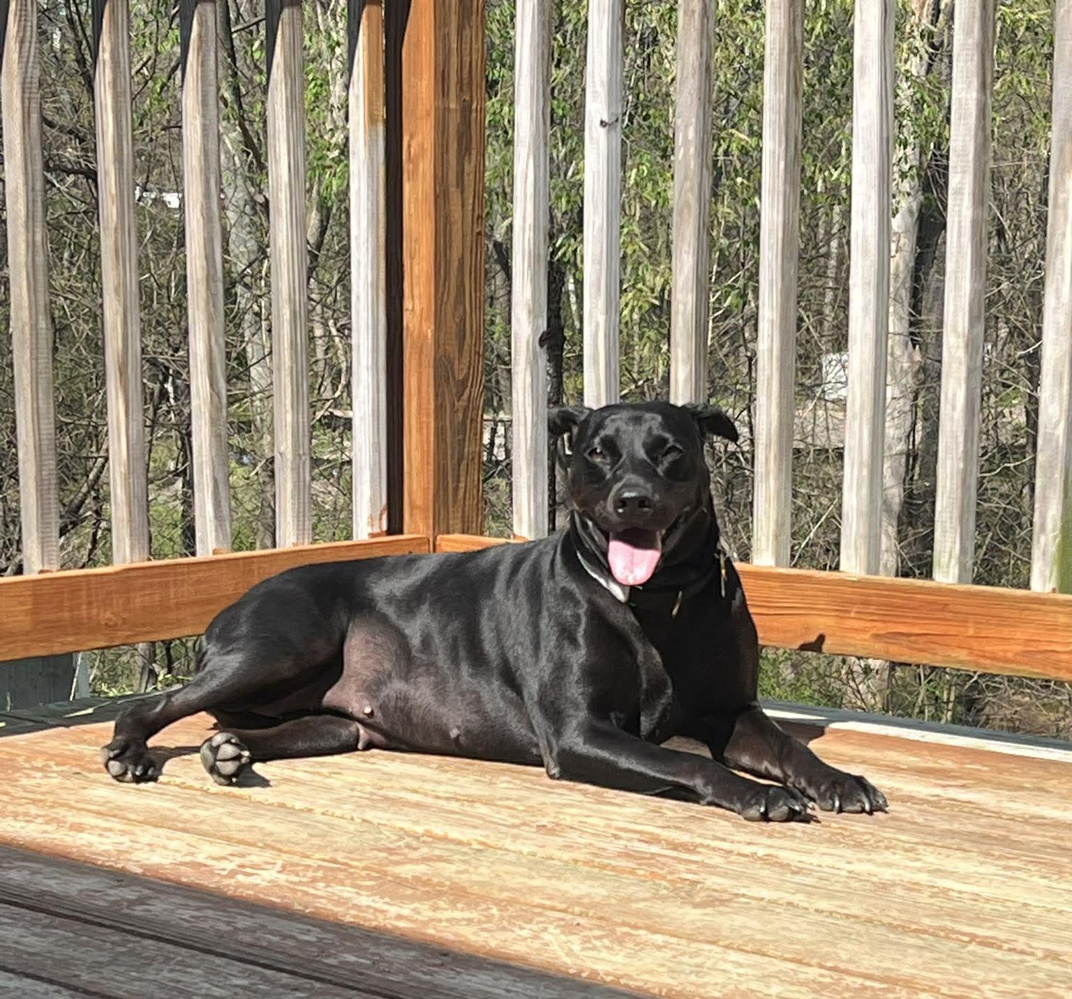 Eleanor Ellie, an adopted mixed breed in Charlotte, NC image 5/6