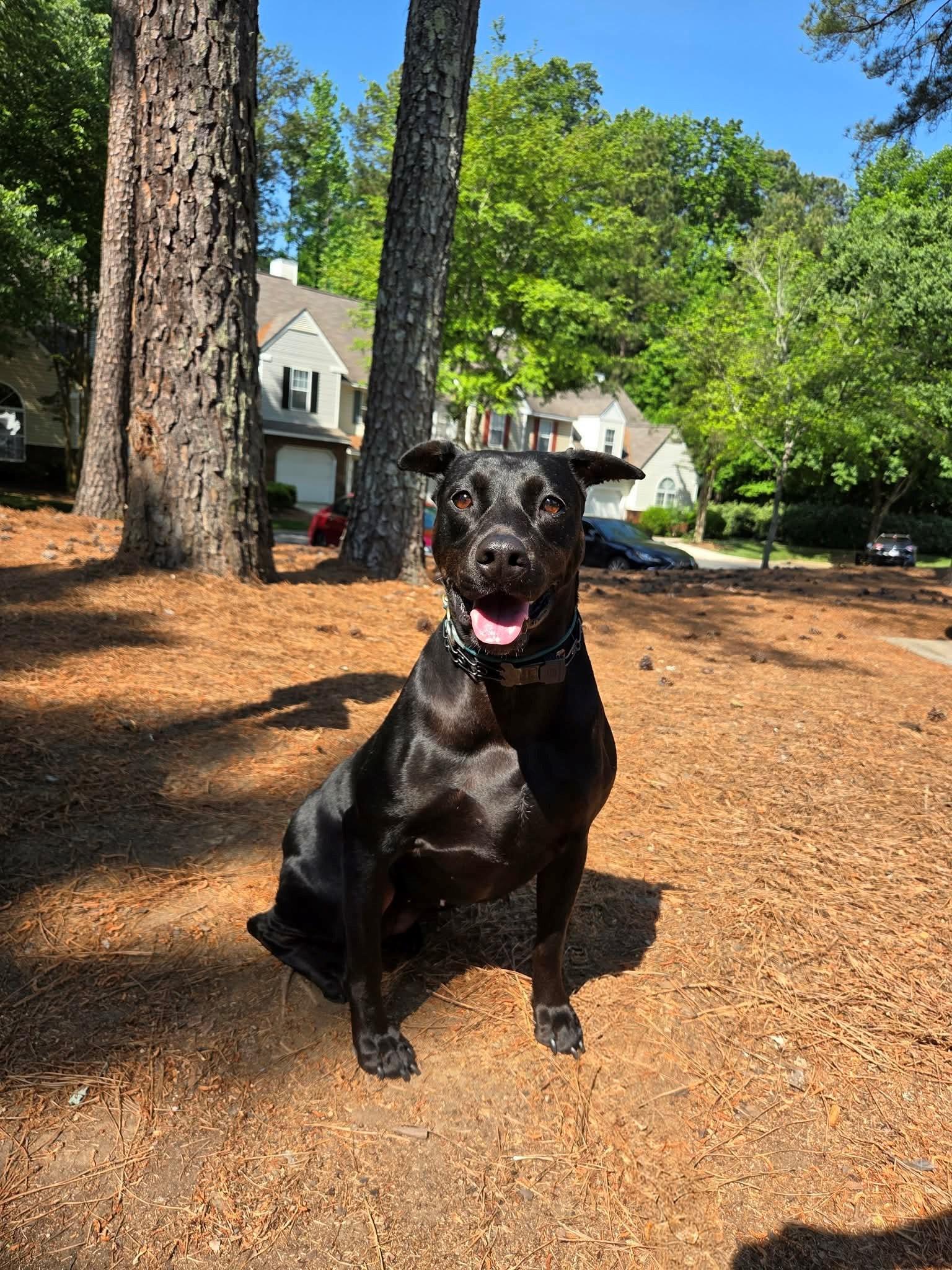 Eleanor Ellie, an adopted mixed breed in Charlotte, NC image 3/6