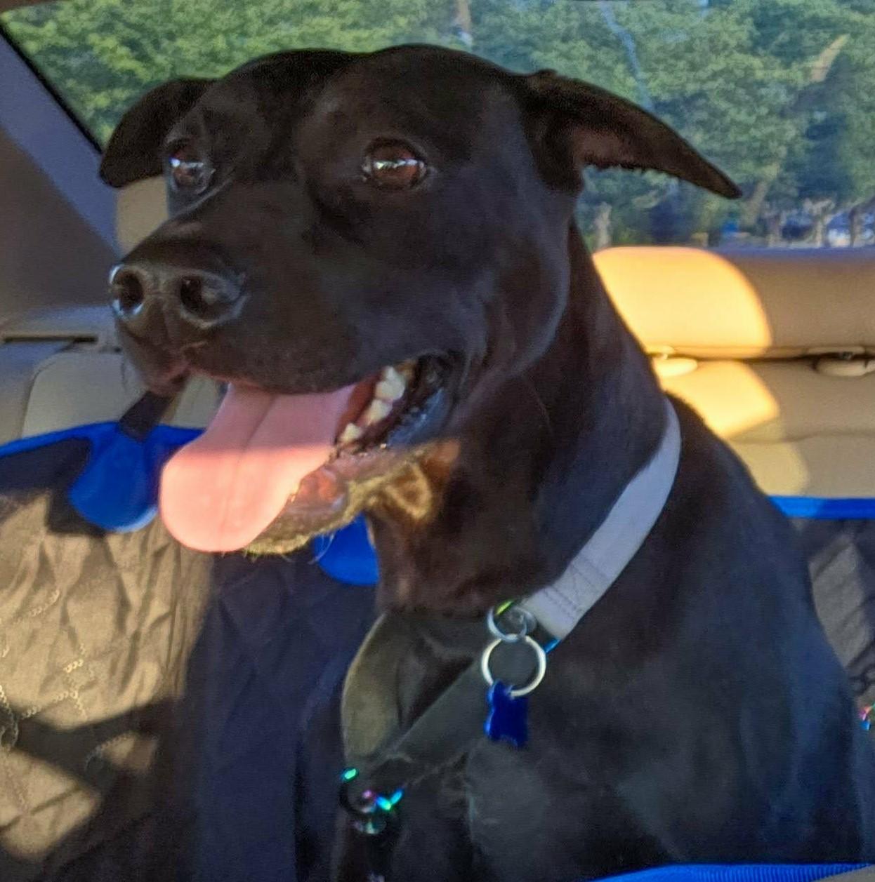 Eleanor Ellie, adopted, Adult Female Doberman Pinscher & Pit Bull Terrier.