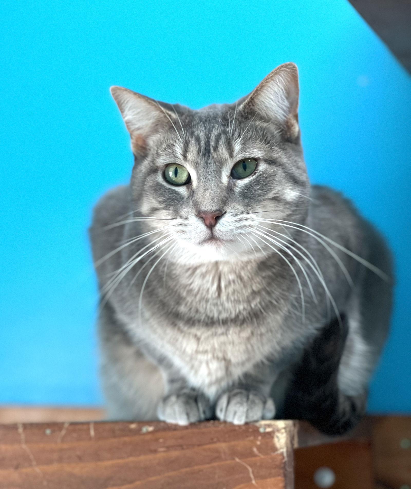 Coral, Adoptable, Adult Female Domestic Short Hair.