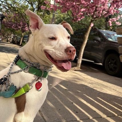 Sweet Ozzy, Young Male Dogo Argentino