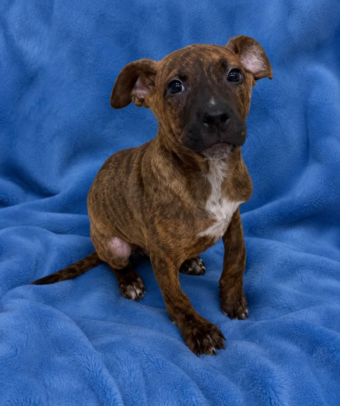 Enlarge Chip, a Adoptable Black Mouth Cur in Shillington, PA image 1/1
