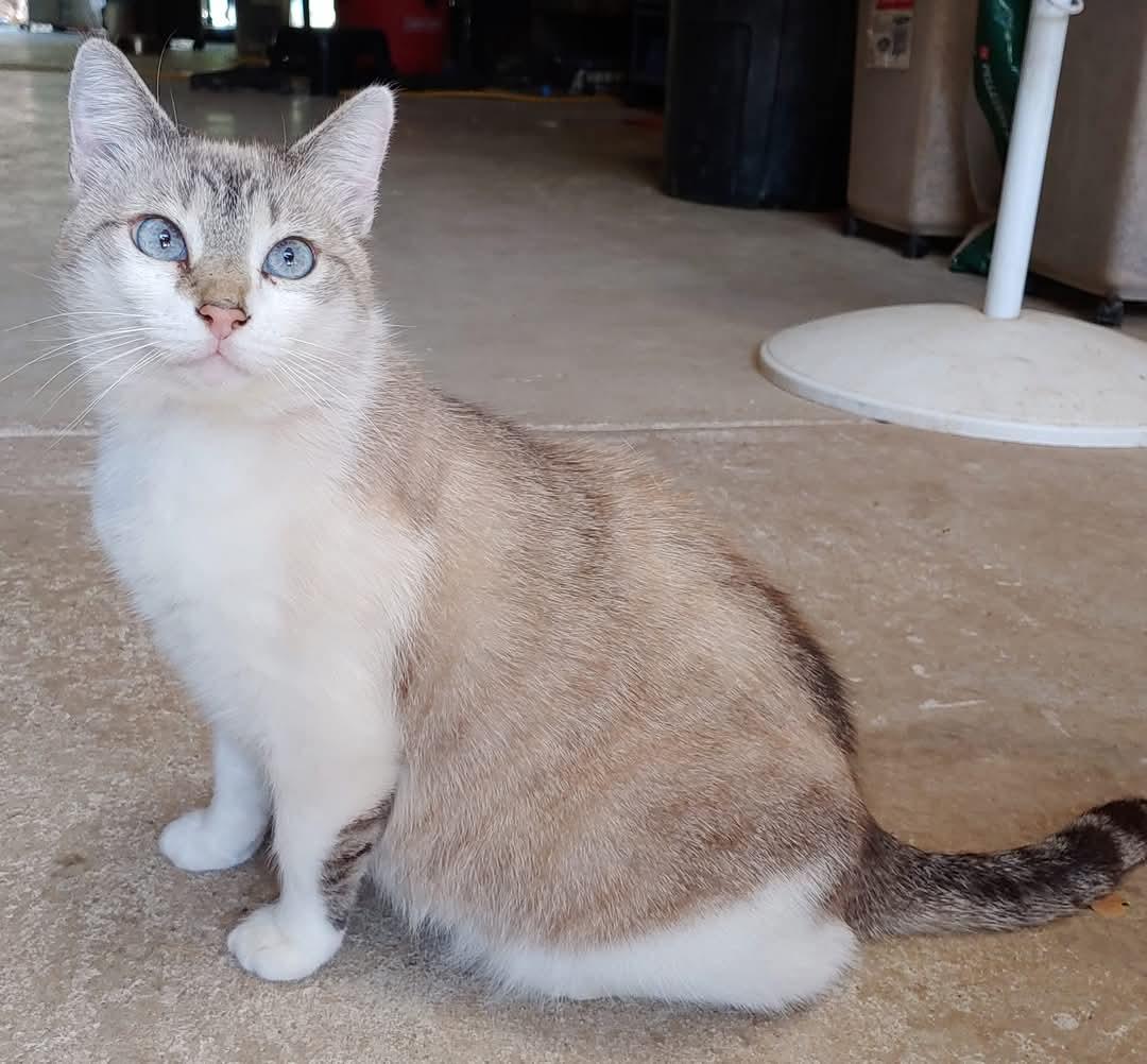 Duchess, Adoptable, Adult Female Siamese.